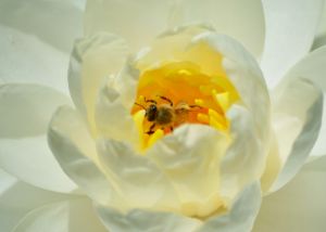 Bee Inside the Waterlily