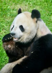 Tian Tian the Giant Panda
