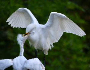 Snowy Egret Breakfast Time
