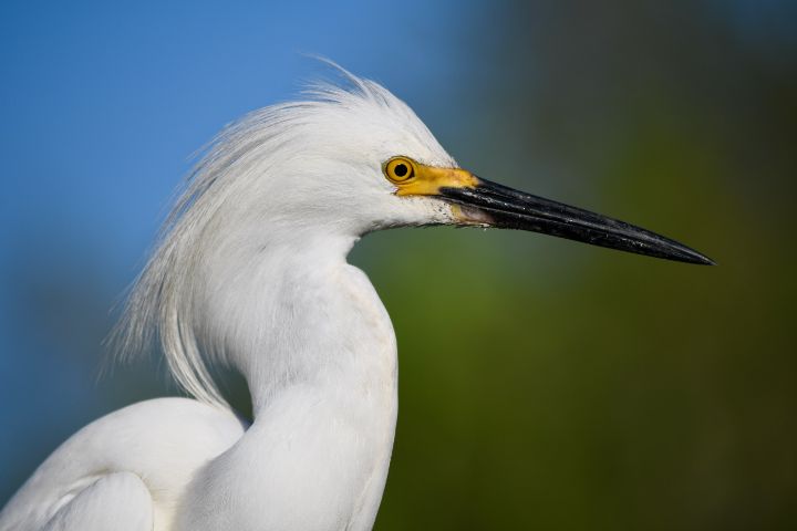 Handsome Sowy Egret Profile - RMB Photography