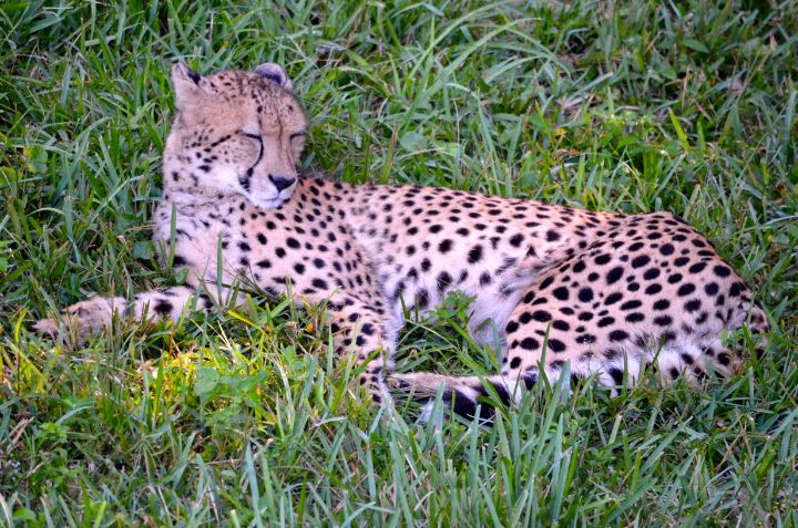 Sleepy Cheetah - RMB Photography