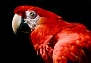 Scarlet Macaw Red on Black