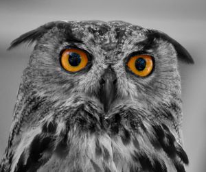 Eurasian Eagle Owl - RMB Photography