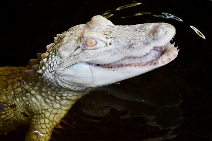 Smiling Albino Alligator - RMB Photography - Photography, Animals ...