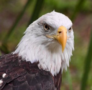 Majestic Bald Eagle in the Rain