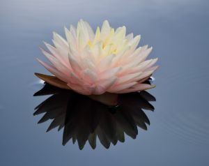 Pink Waterlily with Reflection