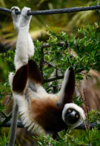 Coquerel's Sifaka Lemur Hanging Out