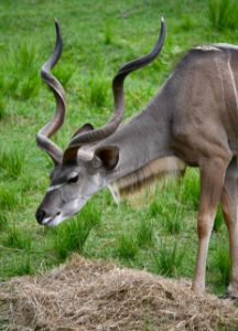 Gorgeous Greater Kudu