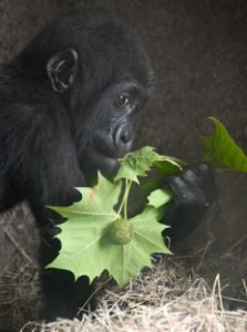 Young Gorilla Eating His Greens