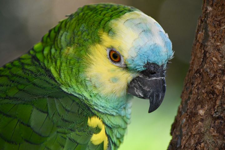 Sweet Yellow Headed Amazon Parrot - RMB Photography
