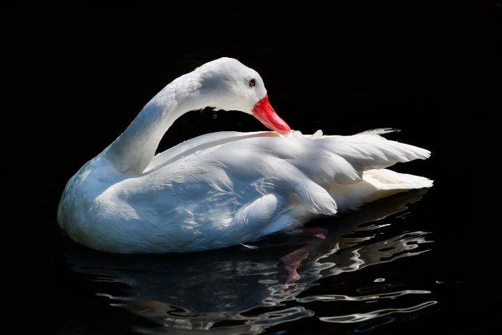 Coscoroba Swan with Ripples - RMB Photography