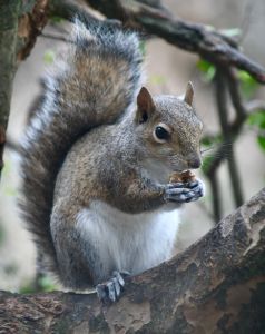 Snack Time for Squirrel - RMB Photography