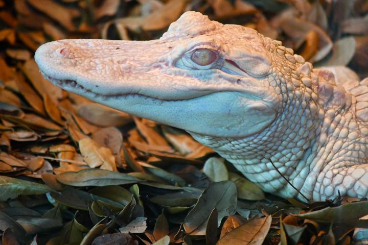 Albino Alligator in the Leaves - RMB Photography