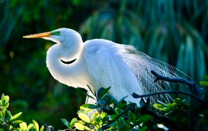Great Egret Backlit Beauty