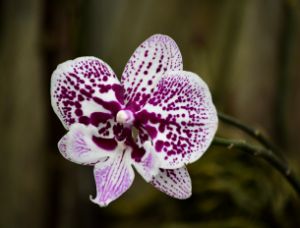 Purple Spotted Orchid