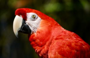 Handsome Scarlet Macaw