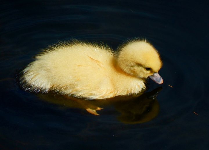 Duckling Goes for a Swim - RMB Photography