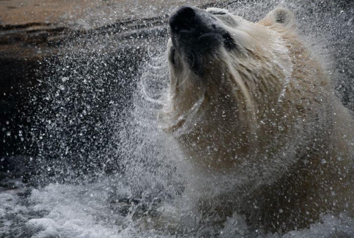 Polar Bear Shaking Himself Off - RMB Photography