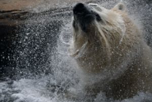 Polar Bear Shaking Himself Off