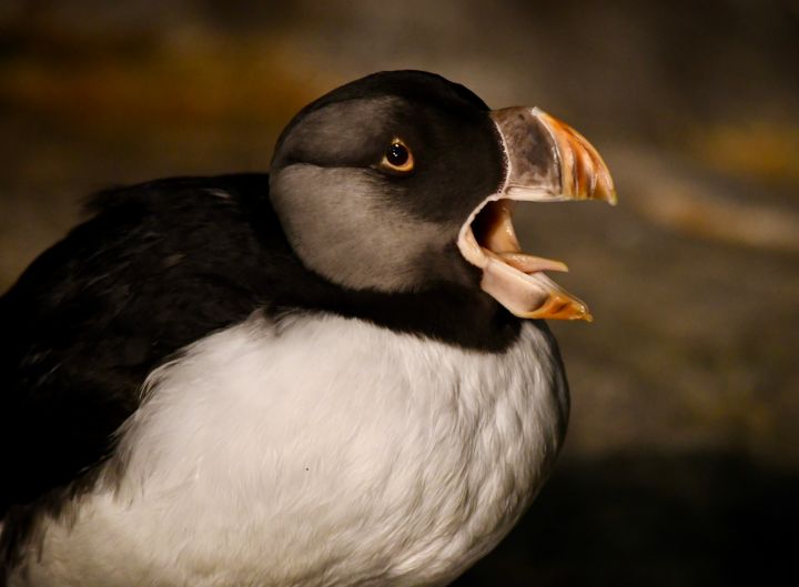Yawning Horned Puffin - RMB Photography
