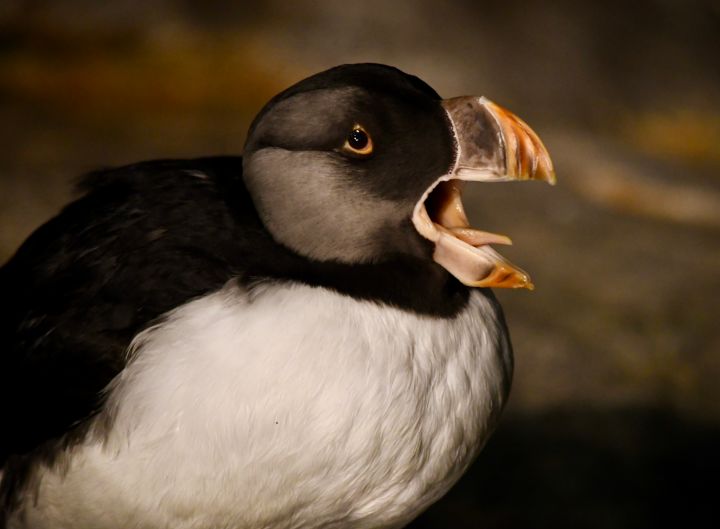 Horned Puffin  Saint Louis Zoo