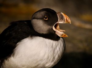 Yawning Horned Puffin