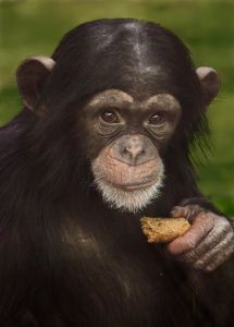 Baby Chimpanzee with a Snack