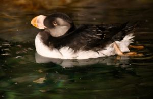 Horned Puffin Goes for a Swim