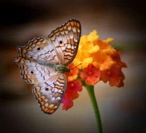 White Peacock Butterfly on Lantana