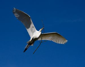 Building His Nest