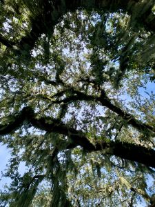 Looking Up at the Spanish Moss