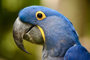 Grinning Hyacinth Macaw