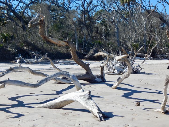 Driftwood and Shadows - RMB Photography