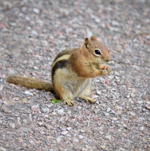 Super Snacking Squirrel Sweetness - RMB Photography