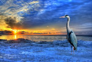 Heron bird sunset