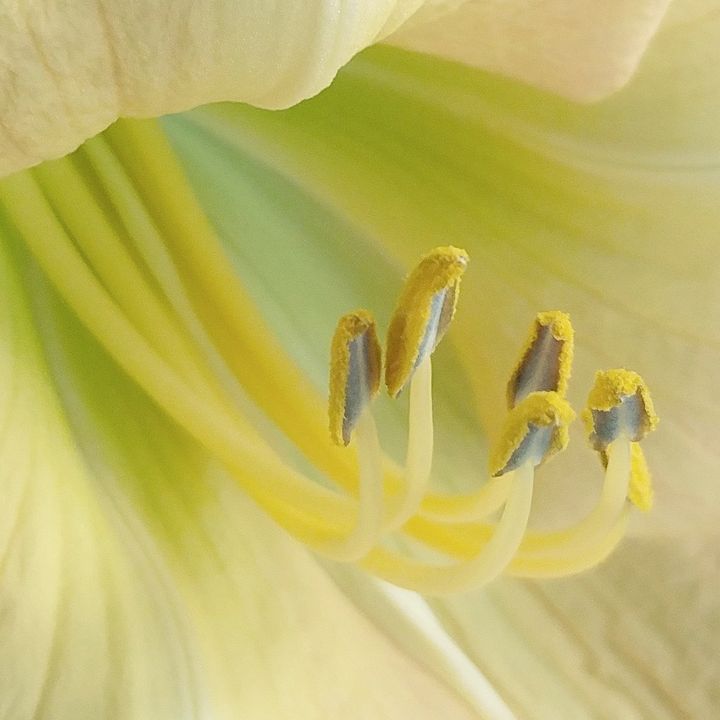 Sunlit Lily - Birdie Speaks - Photography, Flowers, Plants, & Trees ...