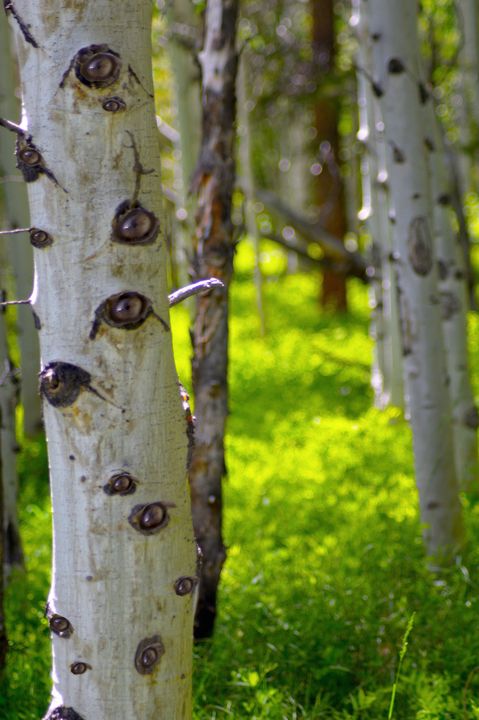 Aspen Eyes - Apachula Photography - Photography, Landscapes & Nature