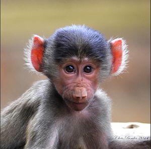 Cute little baboon
