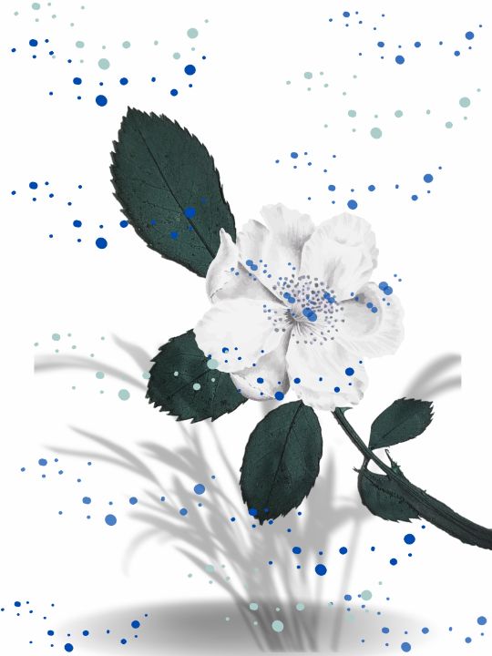 Flower - Lala's