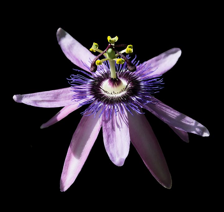 Passionvine flower closeup Passiflor - Christina Rahm Art