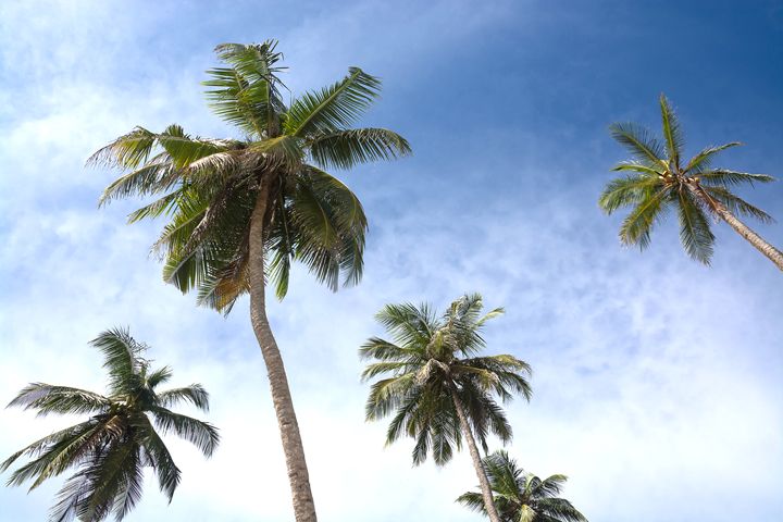 Coconut palms - Christina Rahm Art