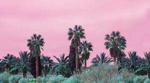 Palms in pink