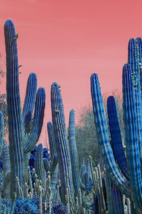 blue cactus painting