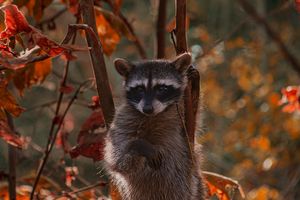 Raccoons - Billy Hopper
