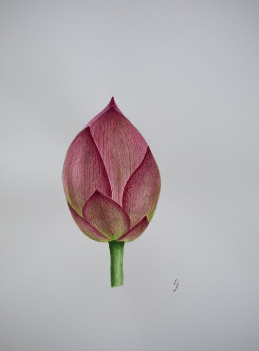 Lotus Flower Bud - Siipainting.com - Paintings & Prints, Flowers