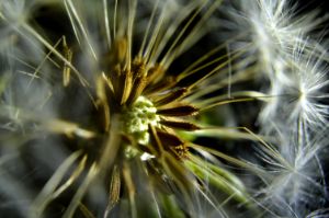 Dandelion seeds.