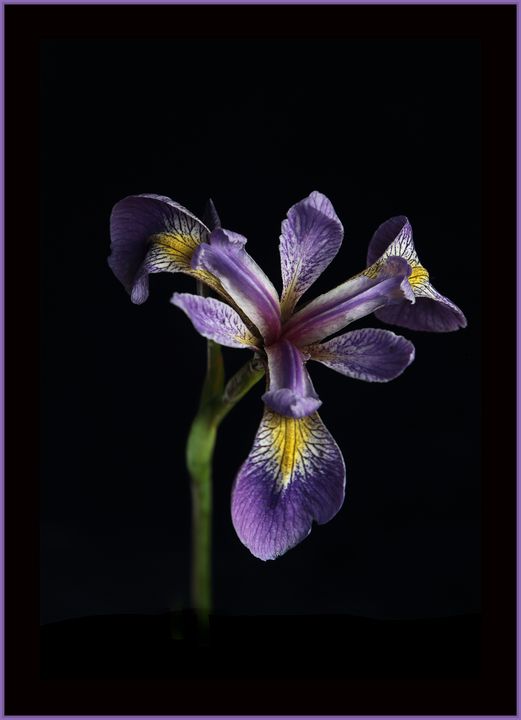 Blue Pond Iris - Rosewood Photographics