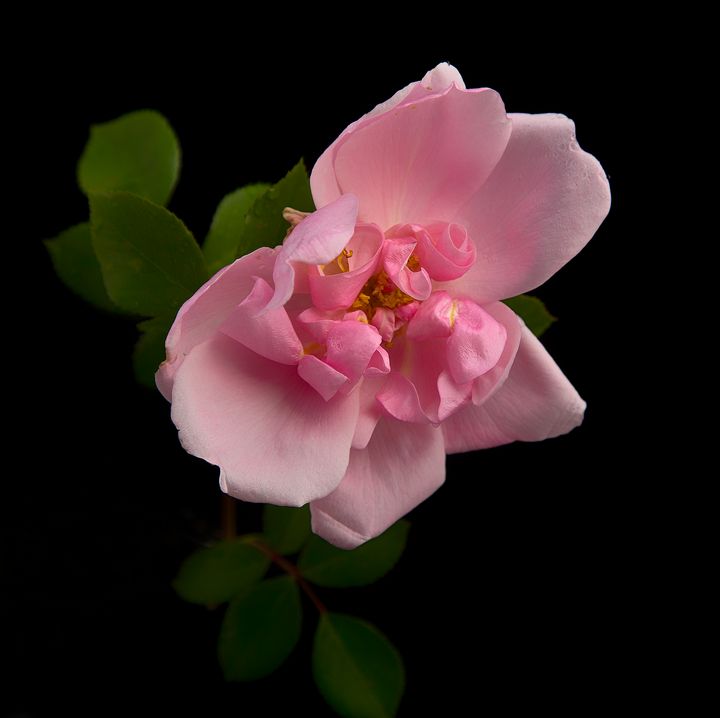 Blousy Rose Mary Wallace - Rosewood Photographics - Photography ...