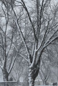 A Snowy December Day - Jewell Art Expressions