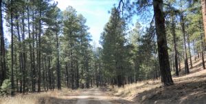 Cibola National Forest - Jewell Art Expressions